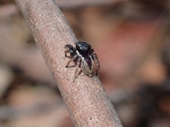 Euophryini