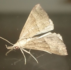 Hypena proboscidalis