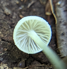 Tetrapyrgos nigripes