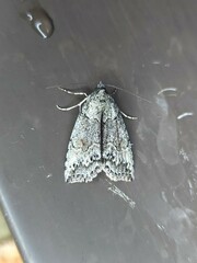 Calathusa basicunea