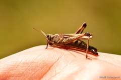 Omocestus