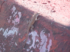 Uta stansburiana