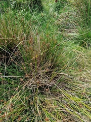 Juncus effusus