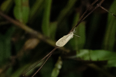 Laelia anamesa