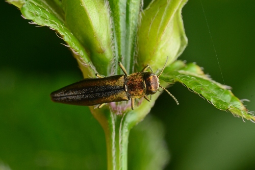 Agrilus amulius · iNaturalist