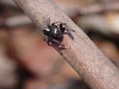Euophryini