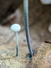 Tetrapyrgos nigripes