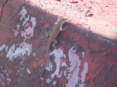 Uta stansburiana