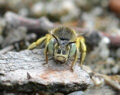 Anthophora bimaculata