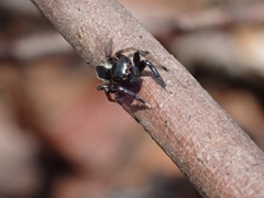 Euophryini