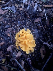 Phaeohelotium baileyanum