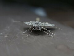 Calathusa basicunea
