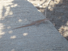 Uta stansburiana