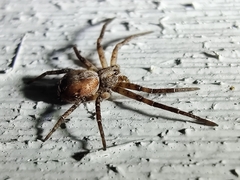 Philodromus aureolus