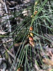 Allocasuarina torulosa