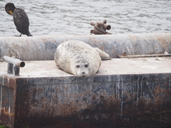 Phoca vitulina richardii