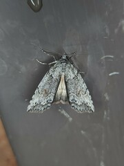 Calathusa basicunea