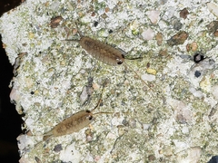Ligia exotica