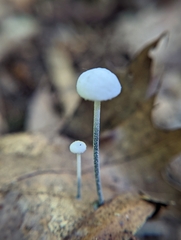 Tetrapyrgos nigripes