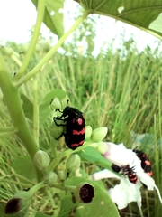 Hycleus biundulatus