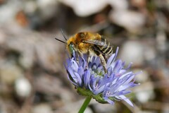 Anthophora bimaculata