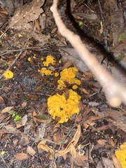Phaeohelotium baileyanum