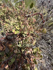 Arctostaphylos columbiana