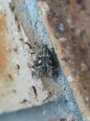 Hygraula nitens