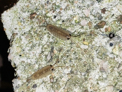 Ligia exotica