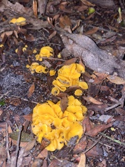 Phaeohelotium baileyanum