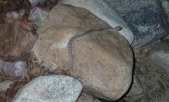 Crotalus atrox