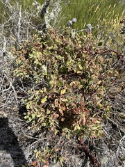 Arctostaphylos columbiana