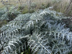 Cynara cardunculus
