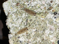 Ligia exotica