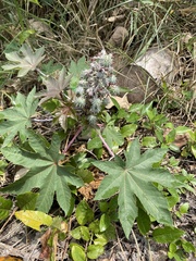Ricinus communis