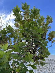Platanus × hispanica