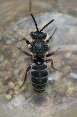 Aglaoapis tridentata