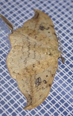 Drepana falcataria