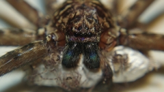 Heteropoda