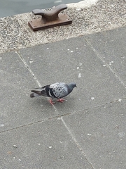 Columba livia domestica