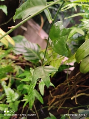 Adenia cordifolia