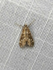 Hygraula nitens