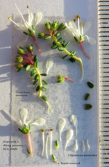 Agathosma latipetala