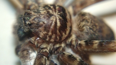 Heteropoda