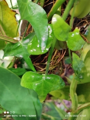 Adenia cordifolia