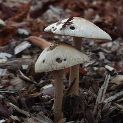 Agrocybe rivulosa