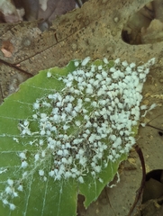 Grylloprociphilus imbricator