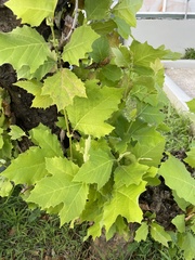 Platanus × hispanica