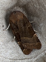 Noctua fimbriata