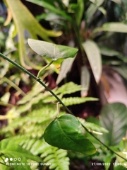 Adenia cordifolia